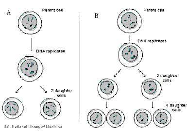 What will A produce?

a: two genetically identical diploid cells
b: four genetically unique haploi