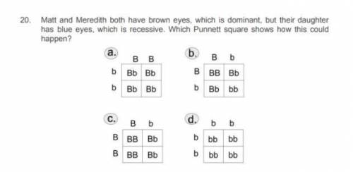 Help me please :( punnett squares