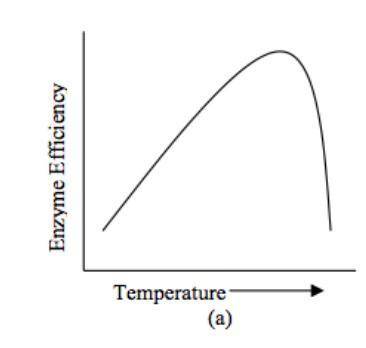 What type of temperatures will the enzyme shown in Graph (a) work best?