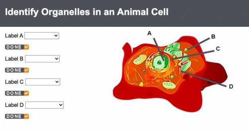 Identify Organelles in an Animal Cell
Label A 
Label B 
Label C 
Label D
