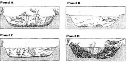 Put the Pond Succession in Order from the pioneer community to the climax community