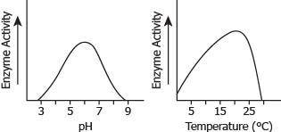 The graph shows the activity of an enzyme at different pH levels and temperatures, What can be infe