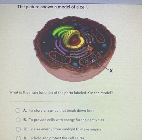 The picture shows a model of a cell.

What is the main function of the parts labeled Xin the model