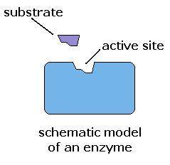 Examine the diagram of the enzyme catalase below:

How does the structure of this enzyme help with
