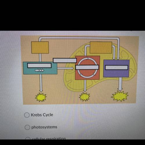 What process, as a whole, is best represented in this diagram?

Krebs Cycle
photosystems
cellular