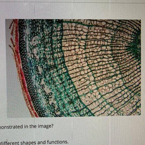 The image below shows plant cells.

What feature of cell theory is best demonstrated in the image