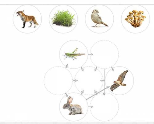 A food web is shown below, but several organisms are missing. Complete the food web by placing each