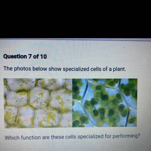 The photos below show specialized cells of a plant.

Which function are these cells specialized fo