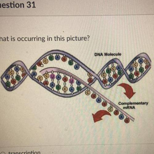 What is occurring in this picture?

transcription
translation
DNA replication
mutations
