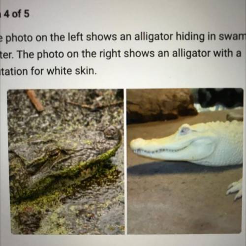 The photo on the left shows an alligator hiding in swamp water. the photo on the right shows an all