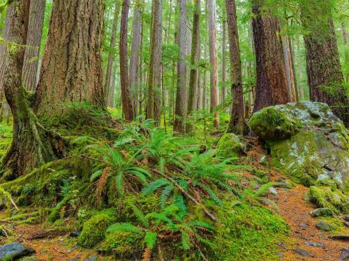 Old-growth forests have remained undisturbed for hundreds of years or more. From what you see in th