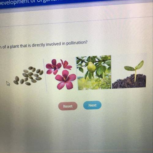 Which picture shows a portion of a plant that is directly involved in pollination