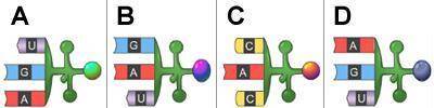 Which tRNA anticodon will complement this mRNA codon?

A. Anticodon A
B. Anticodon B
C. Anticodon