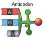 What base sequence in the original DNA would be transcribed into an mRNA codon that joins with the