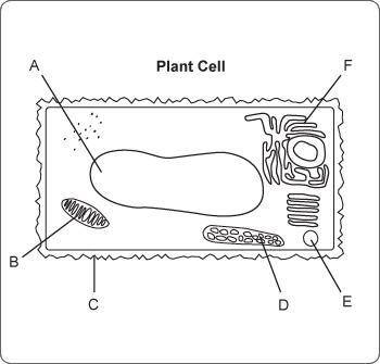 PLZ HELP YA'LL Which terms correctly identify the indicated structures in this sketch of a cell vie
