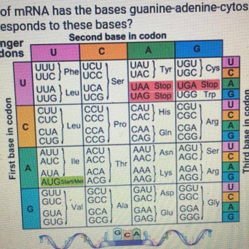 A strand of mRNA has the bases guanine-adenine-cytosine. Which amino

acid corresponds to these ba