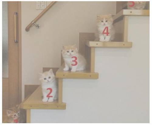 Assuming the kittens on the stairs all have the same mass, which kitten has the most gravitational