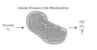 The diagram shows molecules that a mitochondrion and produces during a cellular process. Which othe