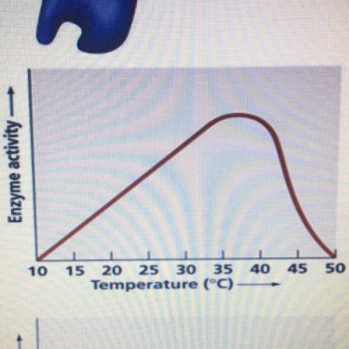 1. What is the best temperature for this enzyme?

2. What happens when the temperature is too high
