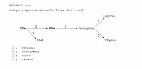 Looking at the diagram below, processes 2 and 3 are part of which process?

whoever is right get b