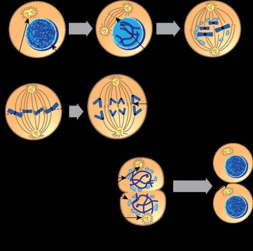 Use the two images to complete the activity.

The first stage shows a nucleus inside a cell. The s
