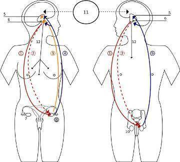 Use the image to answer both questions:

1. Identify three endocrine glands are involved in the fe