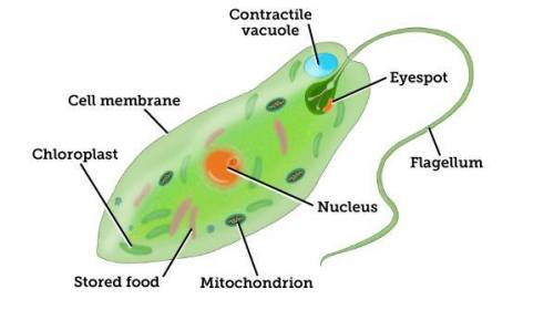 A euglena is a unicellular organism. Explain how the euglena's cell parts help it stay alive.

DO