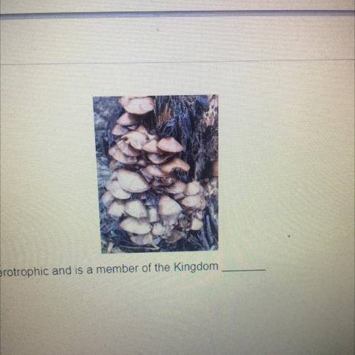 The organism shown above is heterotrophic and is a member of the Kingdom

A. Fungi
B
Protista
C.
P