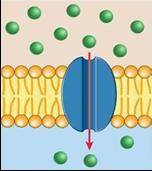 What type of cell transport is shown in the figure below?