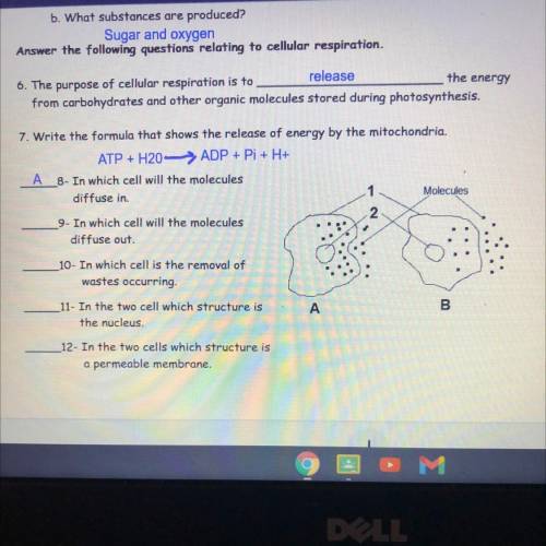 In which cell will the molecules diffuse out A or B