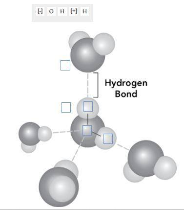 The diagram shows hydrogen bonds between water molecules.

Label the diagram to show how hydrogen