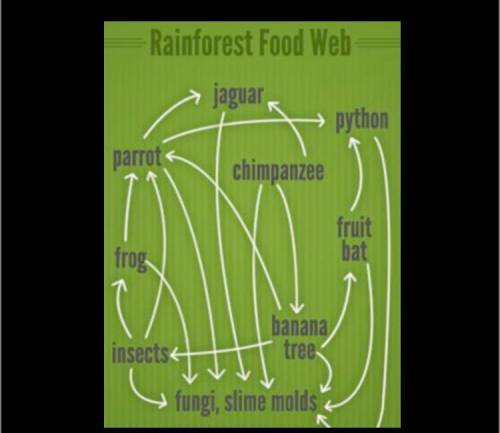 Which of the following explains the role of banana trees as pictured in the rainforest food web sho