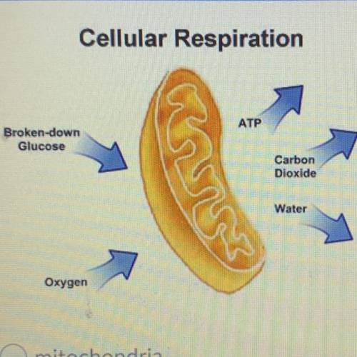 Which part of the cell does this illustration represent?

A. Mitochondria 
B. Golgi apparatus 
C.