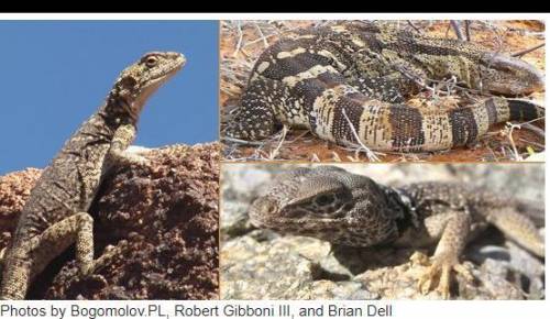 Analyze the photos below and answer the question that follows.

The three lizards in the photos ab