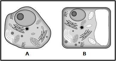 Which cell or cells are eukaryotic?

A. Cell A
B. Both cell A and B
C. Cell B
D. Neither cell A or