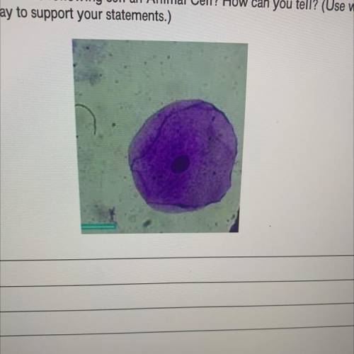Assessment: Is the following cell an Animal Cell? How can you tell? (Use what you have

learned to
