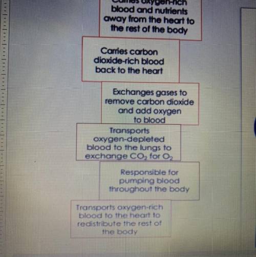 Directions: Place the labels in the correct place on the diagram to show how blood moves through th