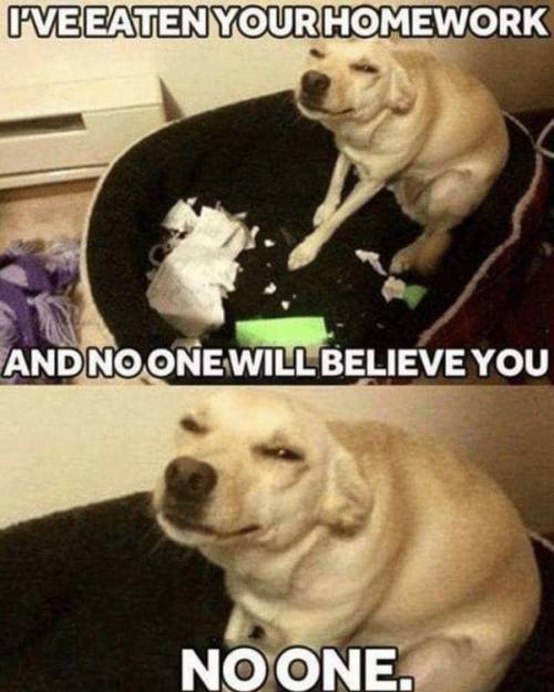 Lol this would so be my dog!