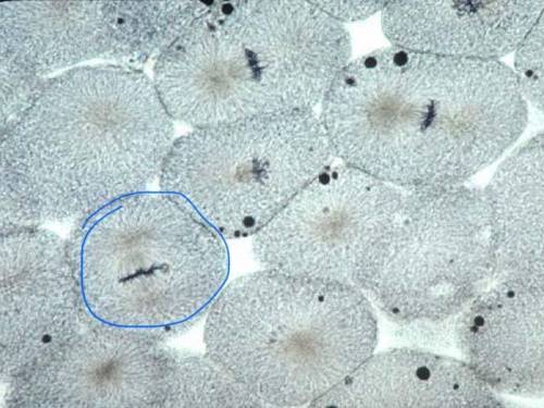 Will get 60 POINTS!

What stage of mitosis is indicated in the picture below: (Whitefish blastula