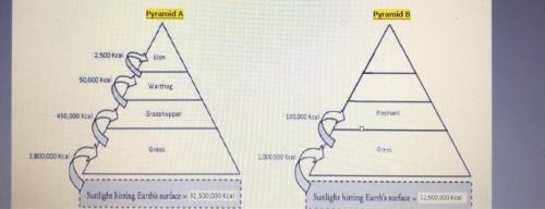 what could be assumed about the amount of producers in pyramid A and B based on the amount of sunli