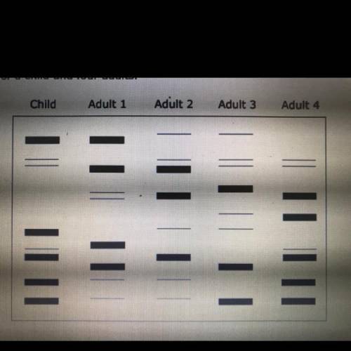 This diagram shows DNA fingerprints for a child and four adults.

Which adult is most likely a par