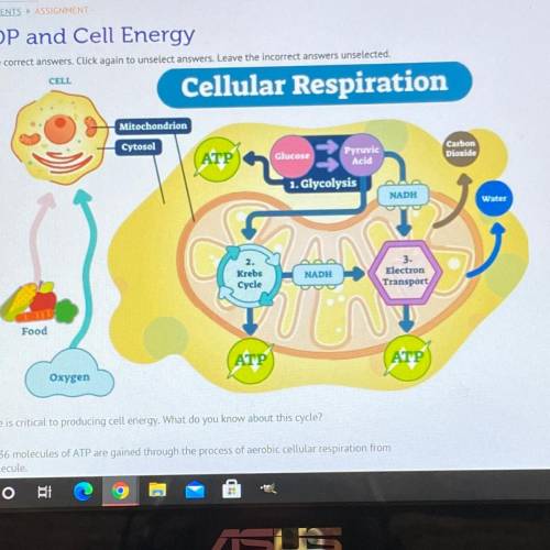 The ADP-ATP cycle is critical to producing cell energy. What do you know about this cycle? (More th