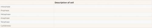 Questions: Record any observations about the cells you observed. What does the cell look like for e