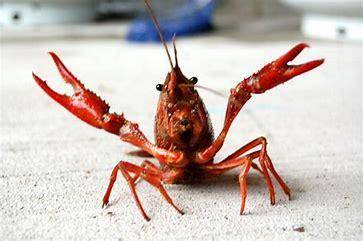 Any one know what crawfish is?