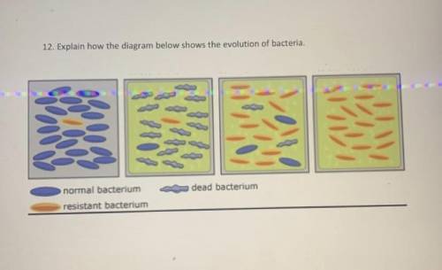 Explain how the diagram below shows the evolution of bacteria?
