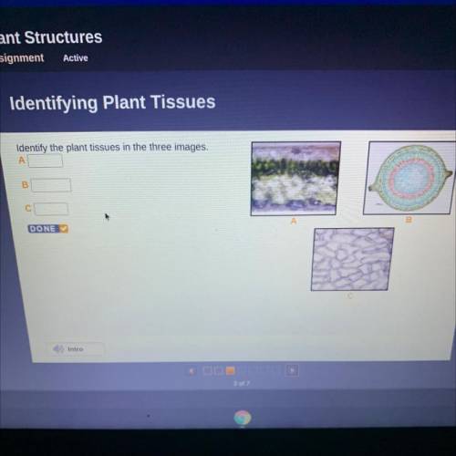 Identify the plant tissues in the three images,
A
B
С