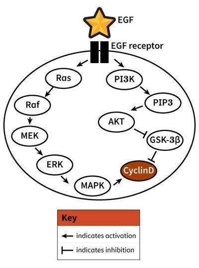 Epidermal growth factor (EGF) signals through a receptor, tyrosine kinase. EGF signaling promotes c