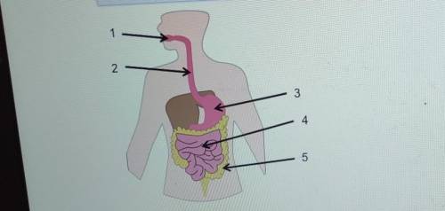 What part of the digestive system is label 3?