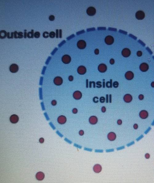 Use the image on the right to answer the following questions Compared to the outside of the cell, t