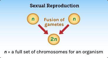 This diagram summarizes sexual reproduction. Explain why meiosis rather than mitosis must be used t